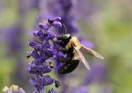 Xylocopa virginica in the United States
