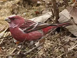 Pallas' rosefinch (Carpodacus roseus), a true rosefinch
