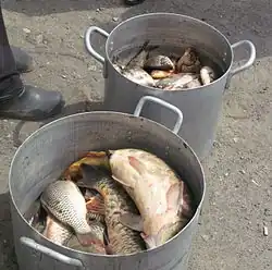 Carps from the Khopyor River. 2015