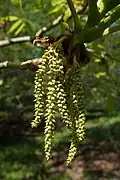 Catkins of male flowers