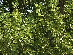 Poplar tree