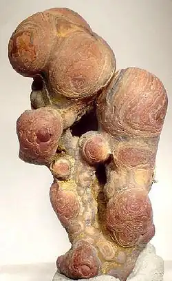 "Wood tin" cassiterite. Durango, Mexico