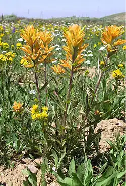 Christ's Indian paintbrush in bloom on Mount Harrison