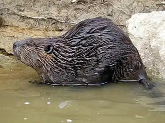American beaver