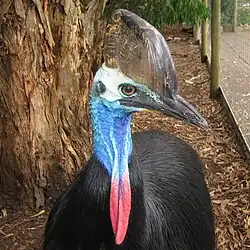 A southern cassowary (Casuarius casuarius) with double wattles hanging from the throat