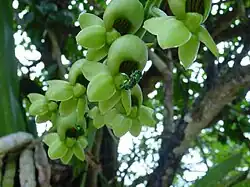 Orchid bee pollinating female flower
