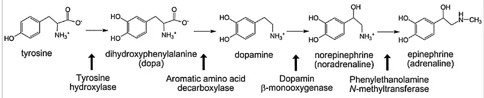 Catecholamine biosynthesis