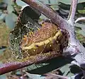 Caterpillar spinning its silken cocoon on a eucalyptus twig