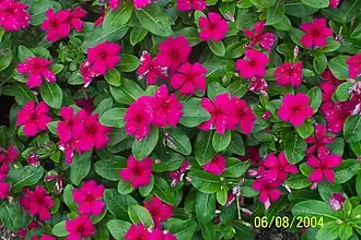 Vinca 'Titan Burgundy - Catharanthus roseus