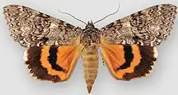 Catocala unijuga once-married underwing