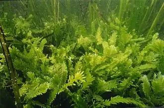 Killer algae are single-celled organisms, but look like ferns and grow stalks up to 80&nbsp;cm long.[384]