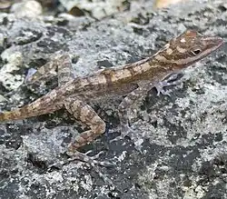 A pointy-faced lizard with light and dark brown stripes, black eyes, and splayed toes