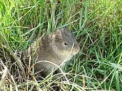 Brown guinea pig