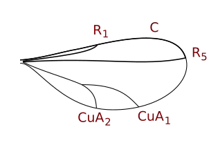 Cecidomyiinae wing veins