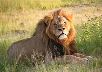 Cecil the lion, WildCRU research project lion