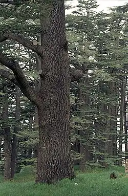 A cedar in Lebanon
