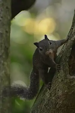 Gray squirrel