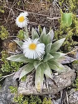 A white flower with long gray leaves
