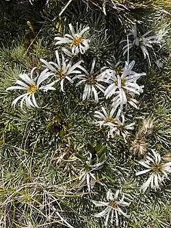 A small matted flower with some white blossoms