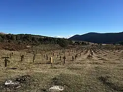 Sparse crosses are seen on a plain. Hills in the background.