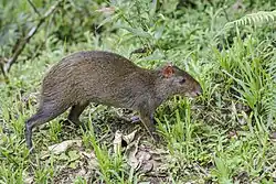 Brown agouti