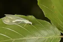 Ceraeochrysa lineaticornis