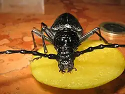 Front view of a female