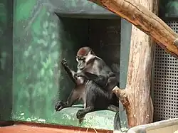 Gray monkey