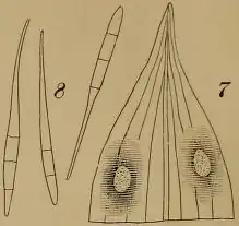 Cercosporella veratri Peck. Fig. 7. Upper part of a leaf with two fungous spots. Fig. 8. Three spores x400.