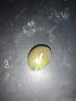 Cereus phatnospermus fruit