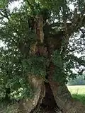 The 300-year-old Oak of Vellery
