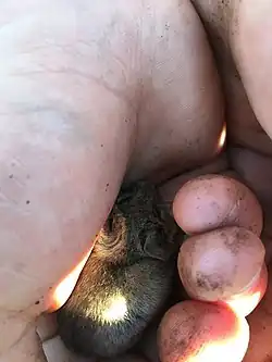 Brown and white long-tailed rat