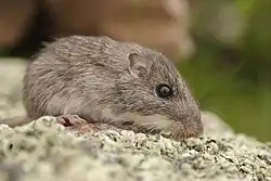 Brown long-tailed rat