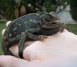 A frightened common chameleon (Chamaeleo chamaeleon) turned black.
