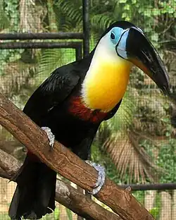 Channel-billed toucan (Ramphastos vitellinus vitellinus)