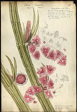 Chara vulgaris with three globules or male blossoms, 1842