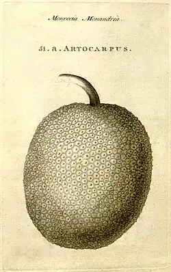 Breadfruit, named and described in Characteres generum plantarum&nbsp;(1776)