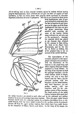 Wing venation Charaxes