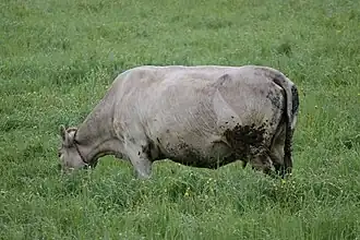 Cow in a field in Quebec