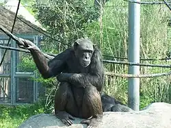 Hank the chimp.