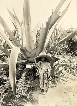 Child with agave cactus. 1916.