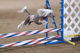 A Chinese crested dog jumps over several poles.