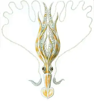 Chiroteuthis veranii