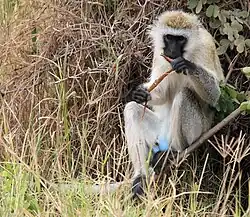 vervet monkey