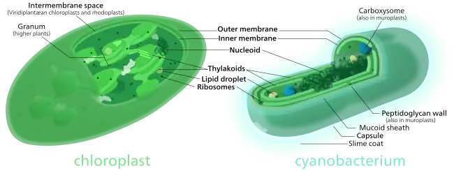 Comparison of chloroplasts and cyanobacteria showing their similarities. Both chloroplasts and cyanobacteria have a double membrane, DNA, ribosomes, and chlorophyll-containing thylakoids.