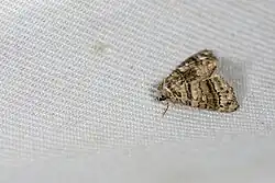 A Chlumetia Transversa moth against a white background