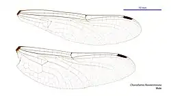 Male wings