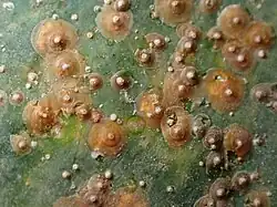 Chrysomphalus dictyospermi, Spain