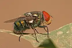 A photo of a green fly with yellow eyes on a leaf