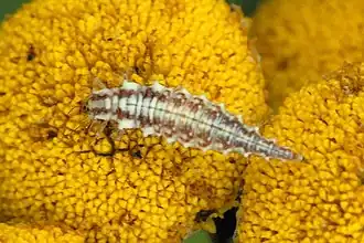 Chrysoperla carnea larva photographed in Belgium